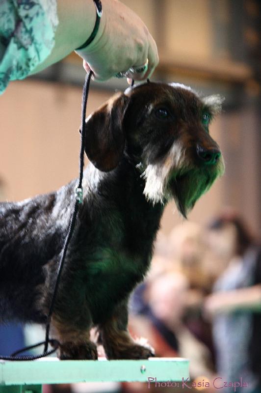 Crufts2011_2 738.jpg